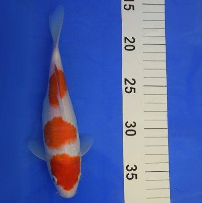 Premium Kohaku 7-8 Inch Japanese Koi Fish for Sale | High-Quality KOI SELECT 51 | Perfect for Ponds, Aquariums & Water Gardens
