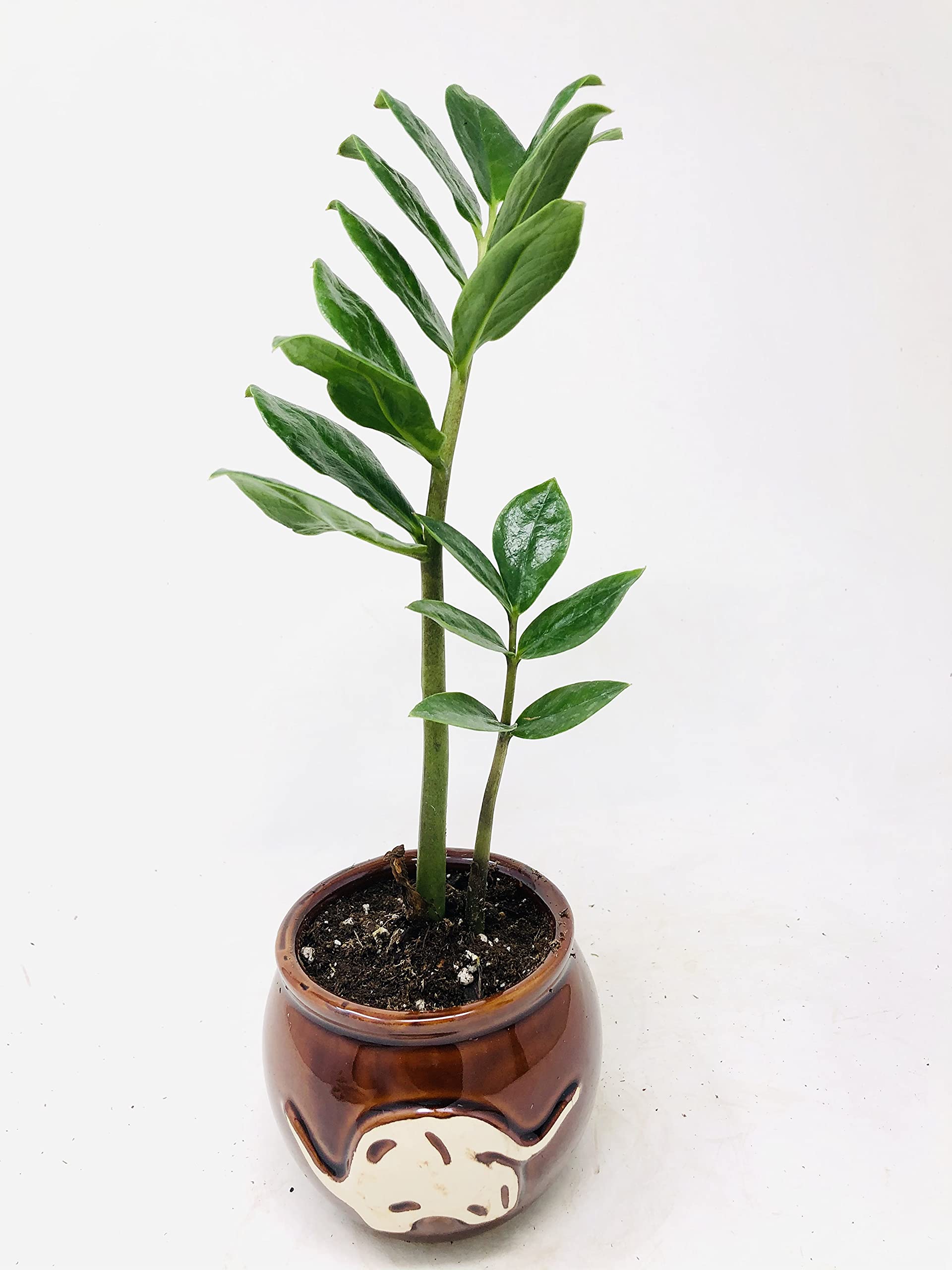ZZ Plant 'Zamioculcas Zamiifolia' in Hand-Painted Elephant Pot - 3.5 Inch Indoor Houseplant for Home Office Decor, Low Maintenance Air Purifying Plant for Living Room, Bedroom & Workspace