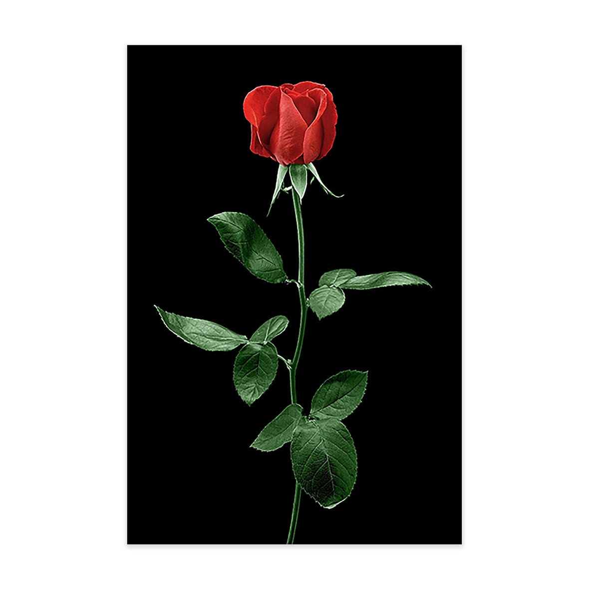 Red Rose Flower Canvas Print - Modern Black Background Wall Art for Home Decor, Unframed 24x36 Inch - Perfect for Living Room, Bedroom & Office Decoration