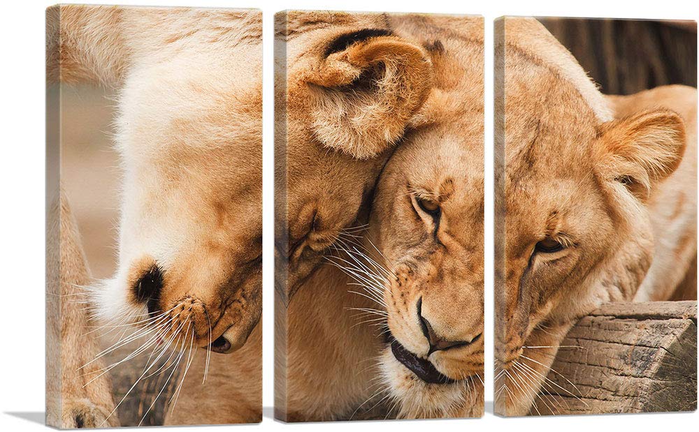 ARTCANVAS Two Lionesses Playing - 60