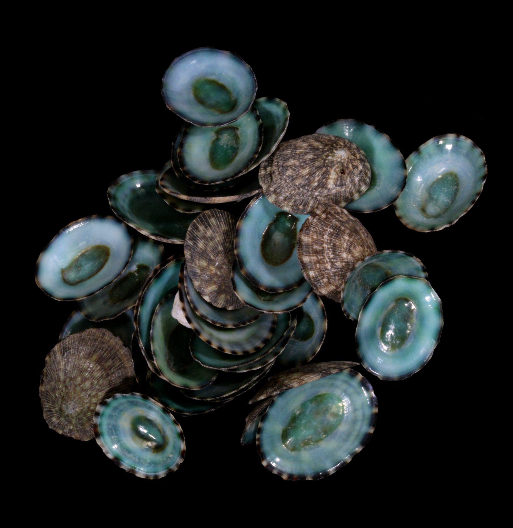 Natural Green Limpet Shells for Beach Decor, Coastal Crafts & Home Accents – Perfect for DIY Projects, Aquariums & Wedding Centerpieces