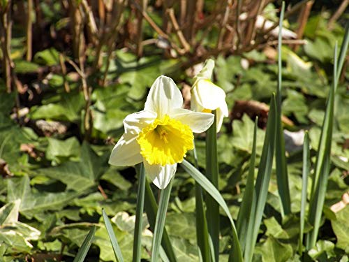 20x30 Inch Laminated Spring Daffodil Bloom Poster - Vibrant Narcissus Flower Wall Art for Home Decor - Perfect for Living Room, Bedroom & Office Wall Decoration