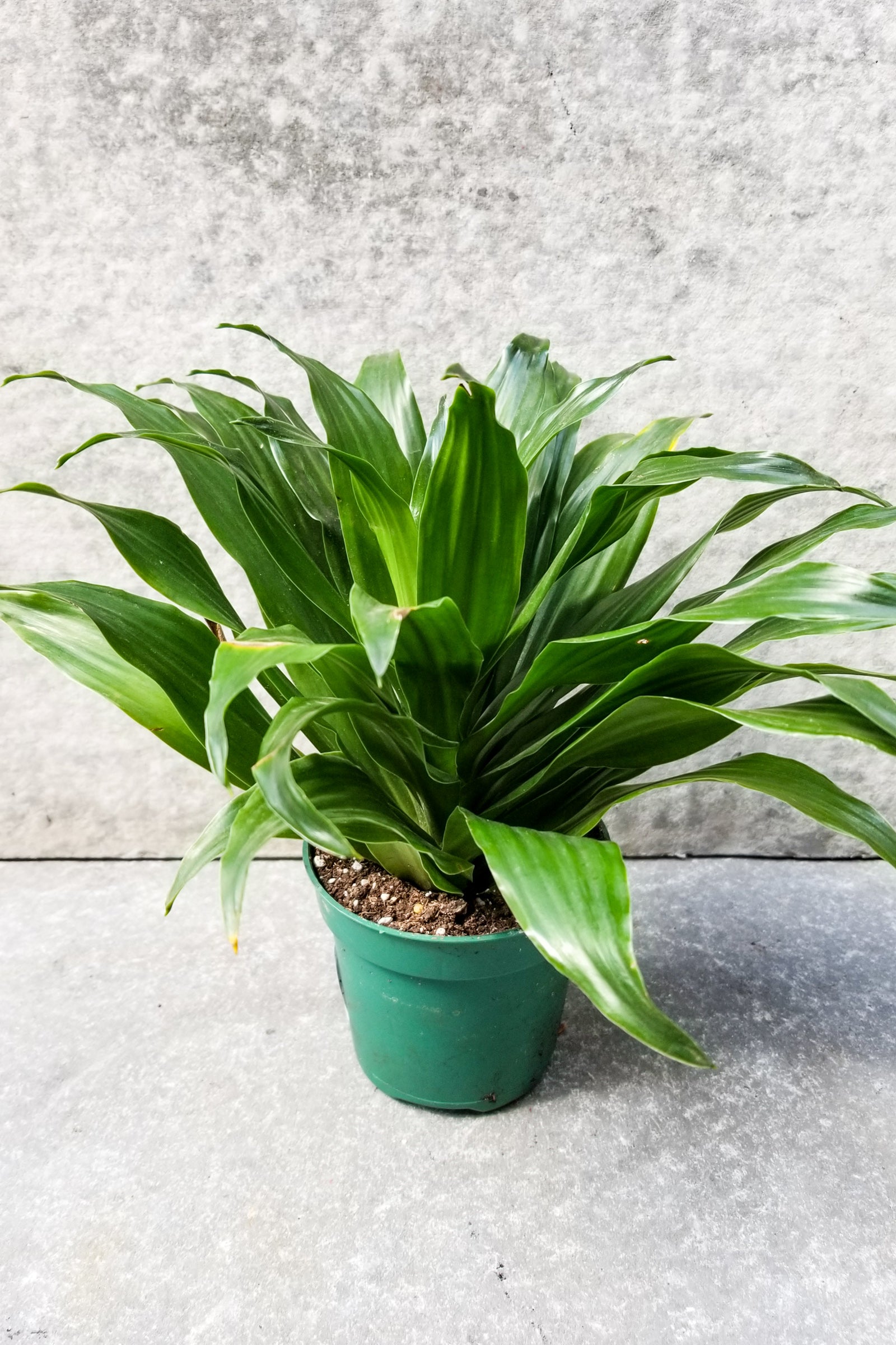 Dracaena 'Janet Craig Compacta' 4-inch Indoor Plant - Low Light Houseplant for Home & Office Decor | Perfect for Desks, Shelves, and Tabletops