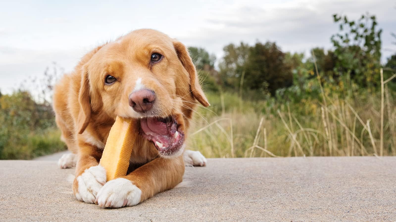 Premium Yak Cheese Dog Treats - Natural Himalayan Yak Chews for Dogs - Grain Free, Lactose Free, Easily Digestible - 100% Eco-Friendly Packaging (5 Lb Bag) - Perfect for Training, Chewing & Dental Health
