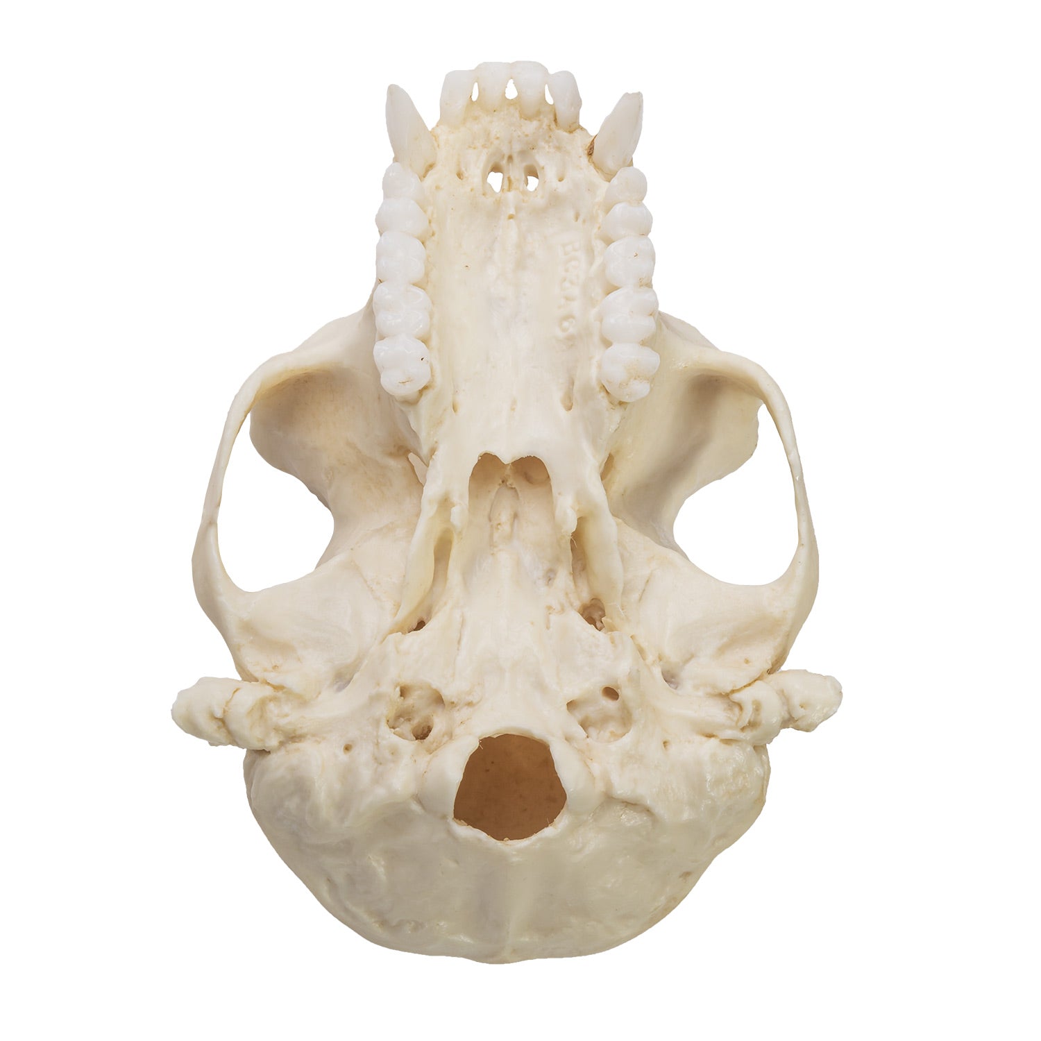 Replica Colobus Monkey Skull - Lifelike Primate Skull Model for Science Education, Home Decor & Halloween Props | Perfect for Biology Classrooms, Gothic Collections & Spooky Party Decorations