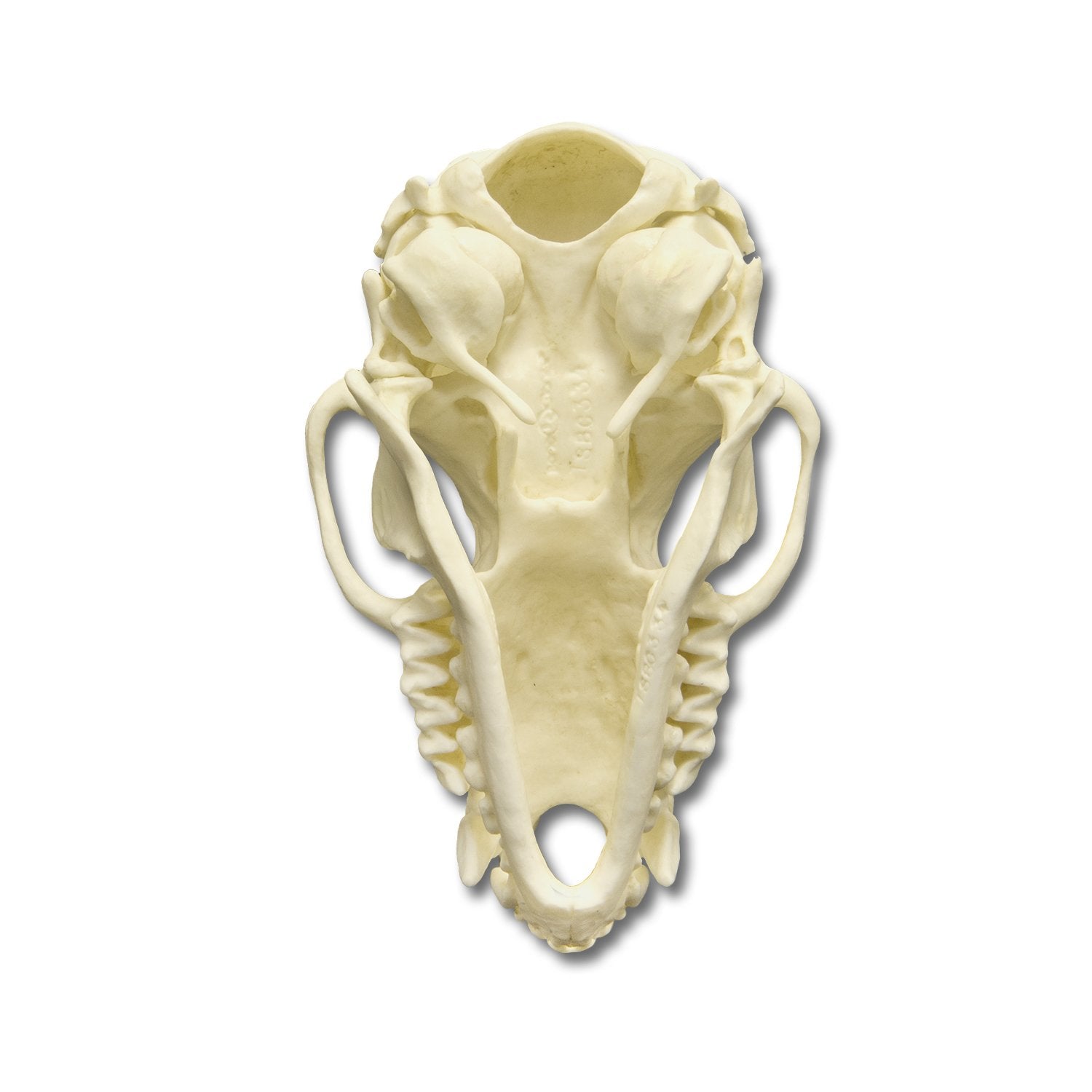 Authentic Replica Cave Myotis Bat Skull - High-Quality Collectible Specimen for Science Education, Halloween Decor & Gothic Home Decor