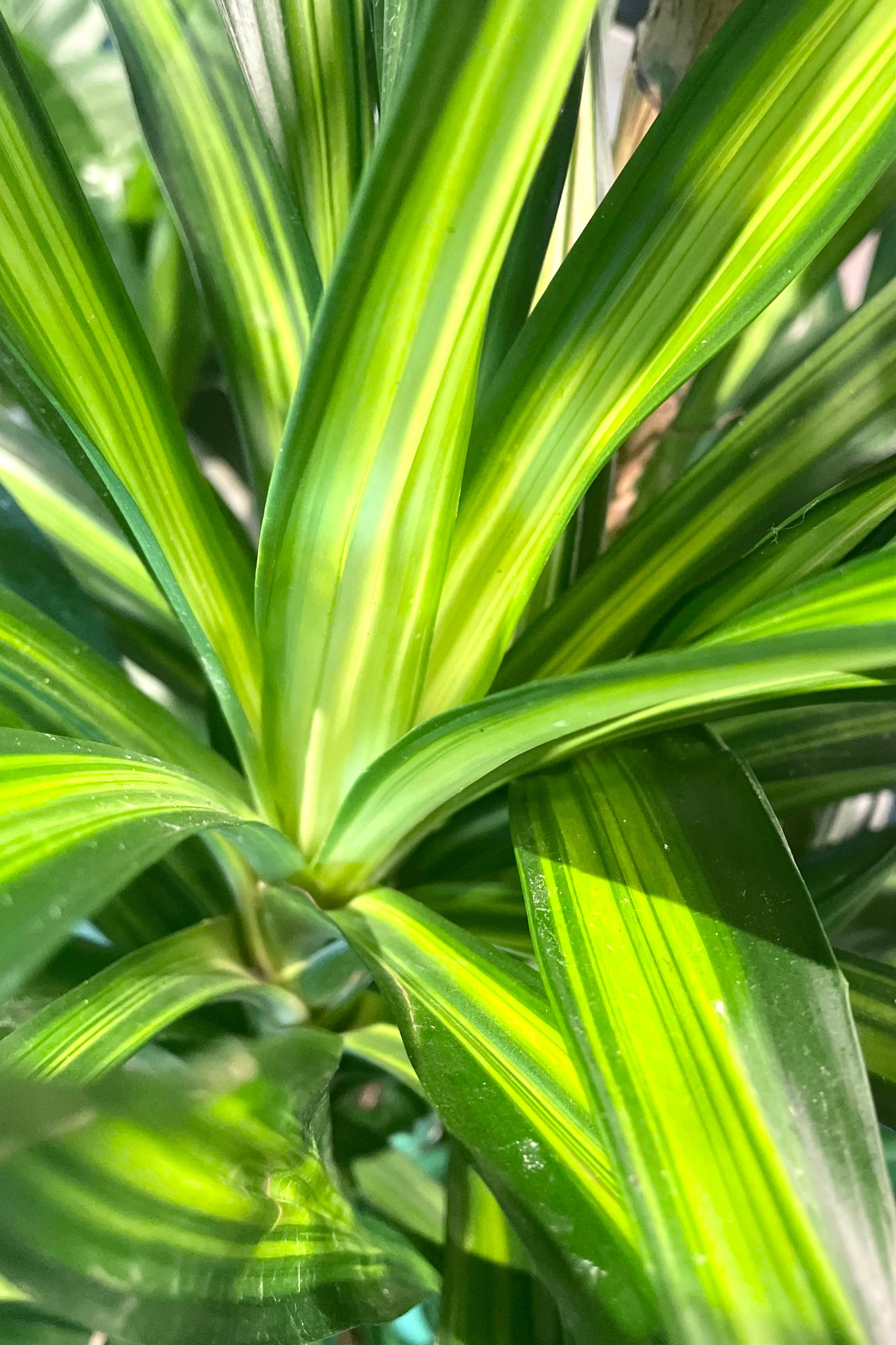 Dracaena deremensis 'Rikki' Cane #2 - Low Light Indoor Plant for Home & Office Decor | Perfect for Living Rooms, Bedrooms, and Workspaces