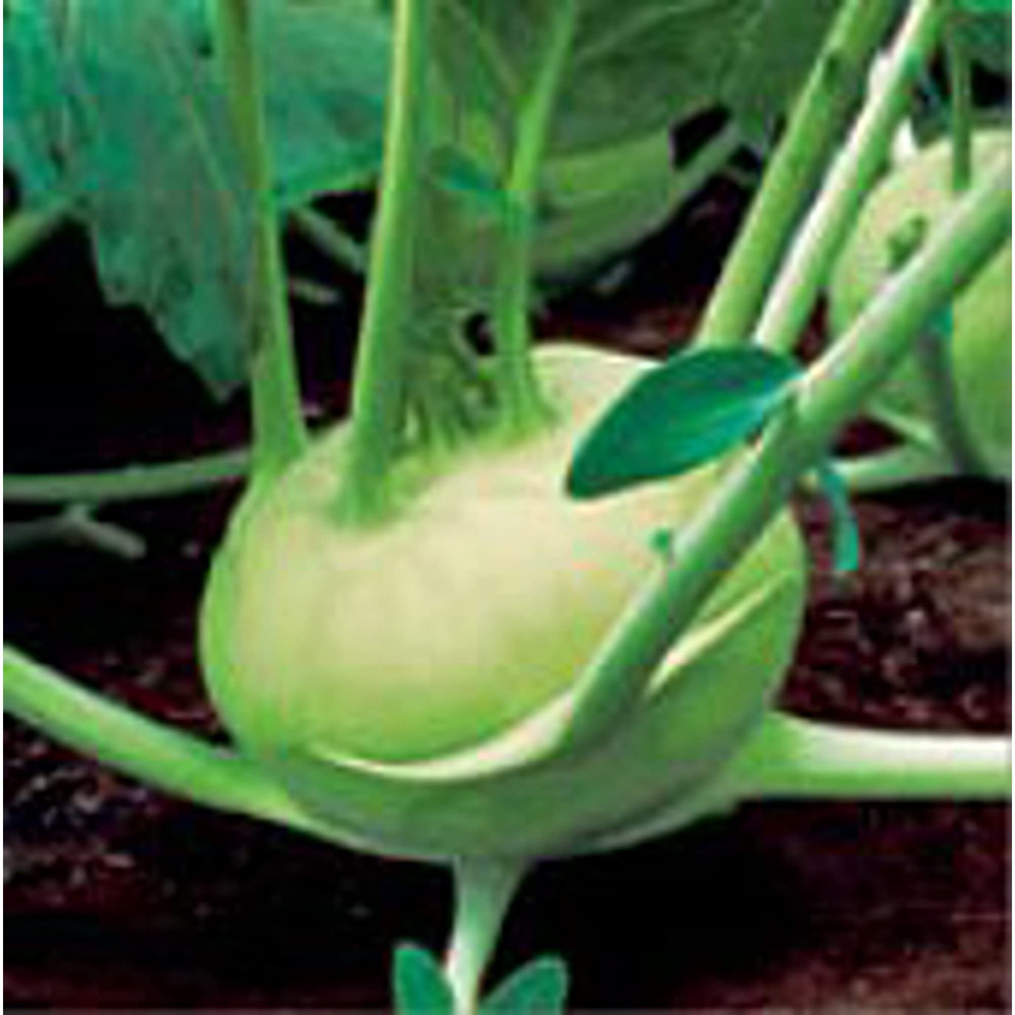 Organic Quickstar Kohlrabi Seeds (20+ Seeds) | Non-GMO, Heirloom Vegetable Seeds for Planting | Home Garden, Greenhouse, Container Gardening | Fast-Growing for Salads, Stir-Fries & Fresh Eating