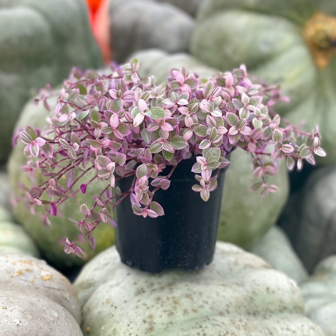 Live Pink Lady Tradescantia Plant (Tradescantia Callisia Repens) - 4