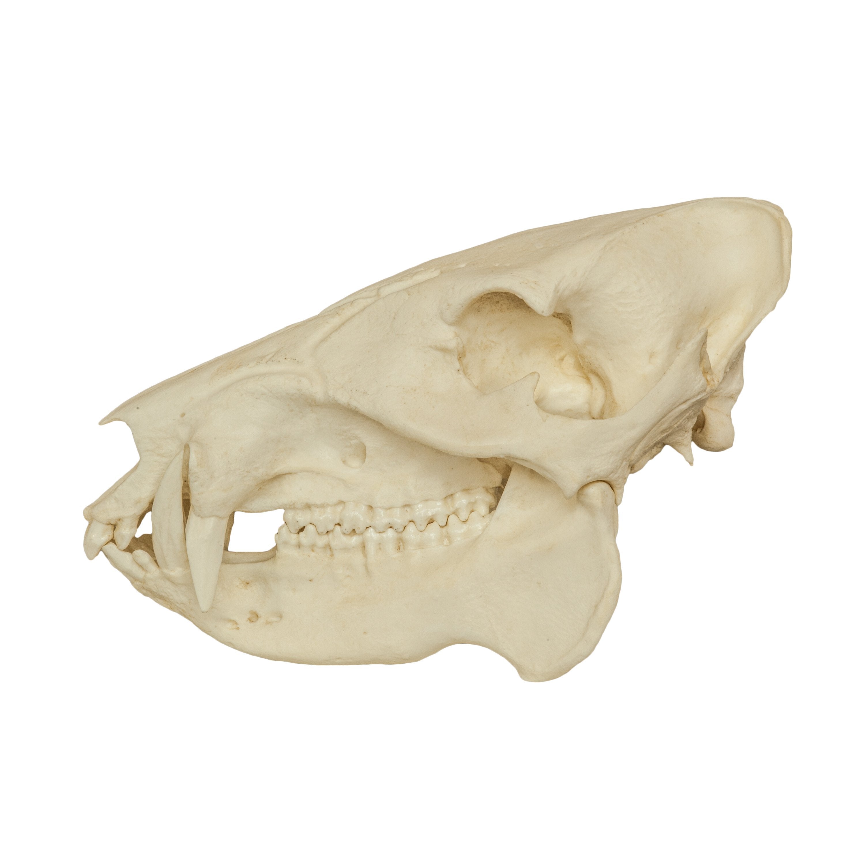 Authentic Replica Peccary Skull - High-Quality Animal Skull for Home Decor, Halloween Props, and Gothic Collections | Perfect for Taxidermy, Oddity Cabinets, and Horror Displays
