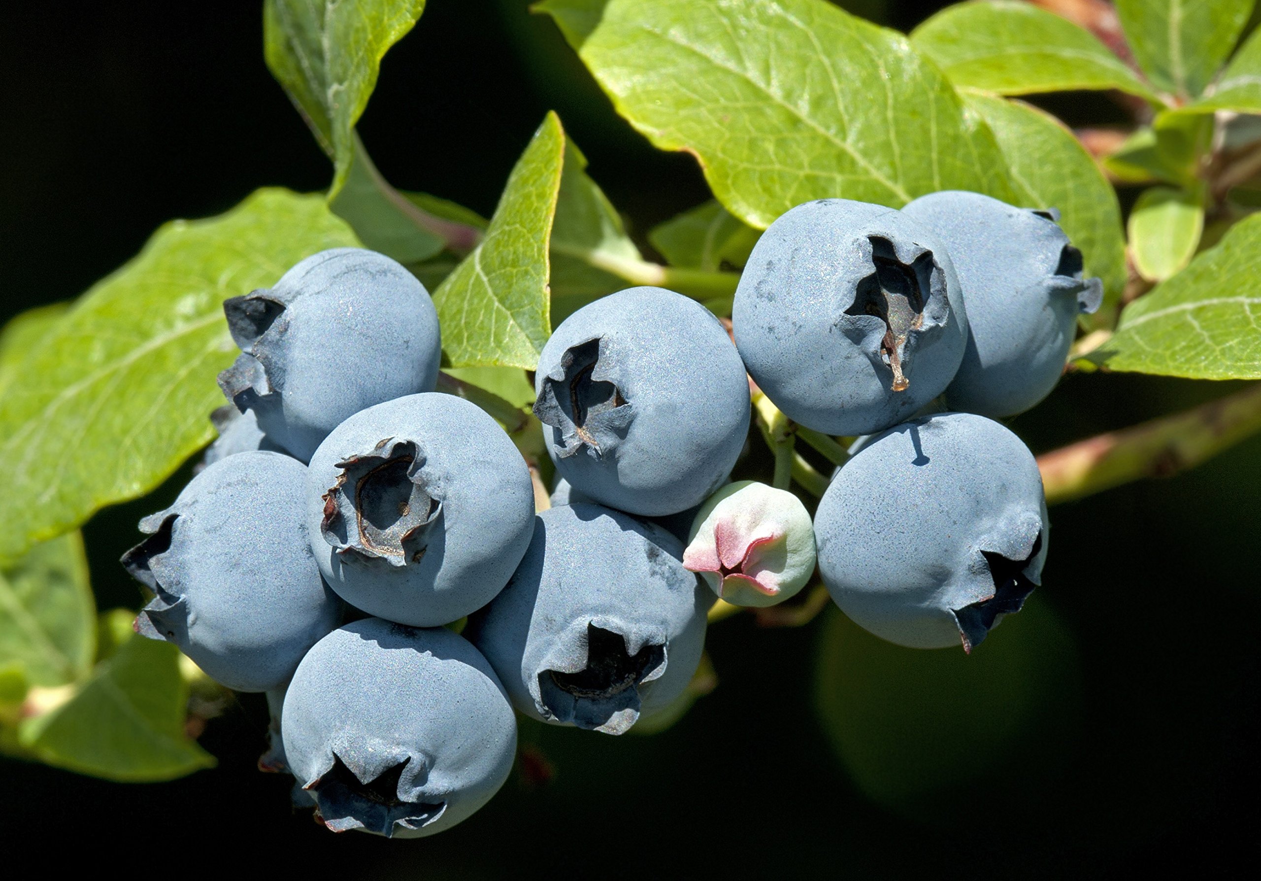 Blueberry Plants - 5 Live Plants in 6 Inch Growers Pots - Healthy Fruit Bearing Bushes for Patio, Garden & Homegrown Berries - Perfect for Fresh Eating, Baking & Landscaping