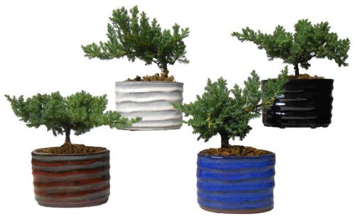 6 Pack Bonsai Trees - Young Juniper Plants in 5 Inch Assorted Color Glazed Ceramic Pots | Indoor Zen Garden Decor, Office Desk Plants, Home Gardening Gift Idea