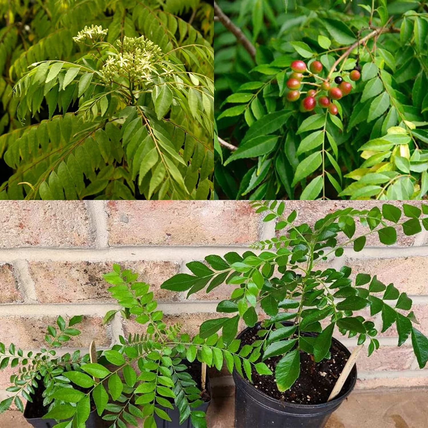Organic Curry Leaves Plant (Murraya Koenigii) - Large Size Healthy Live Herb for Cooking, Ayurveda & Home Garden - Perfect for Indian Cuisine, Herbal Remedies & Fresh Aroma