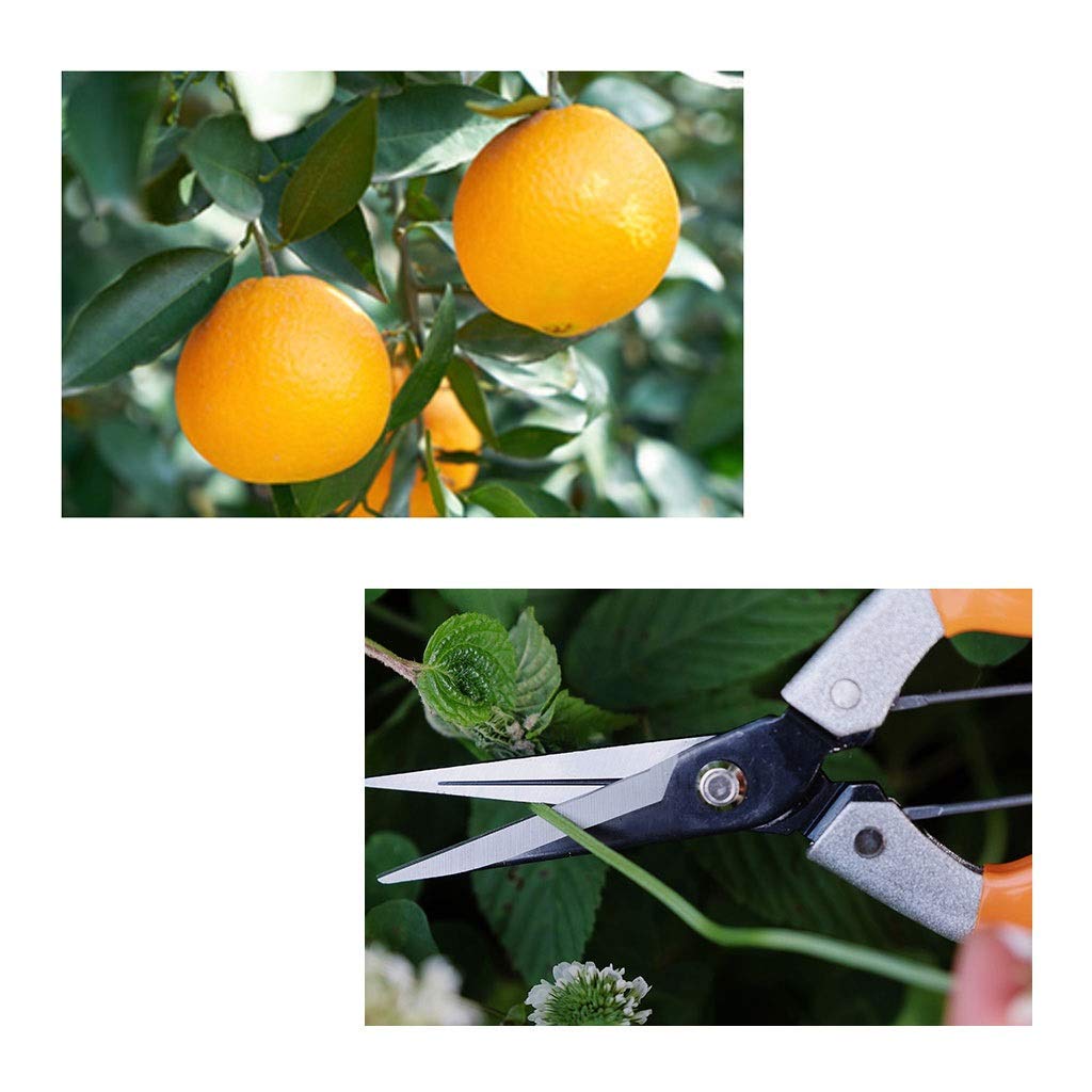Premium Garden Pruning Shears - Professional Manual Straight Bypass Pruners for Plants, Flowers & Shrubs | Ideal for Gardening, Landscaping, Roadside Trimming & Home Garden Care | Durable Orange Pruning Shears with Comfort Grip