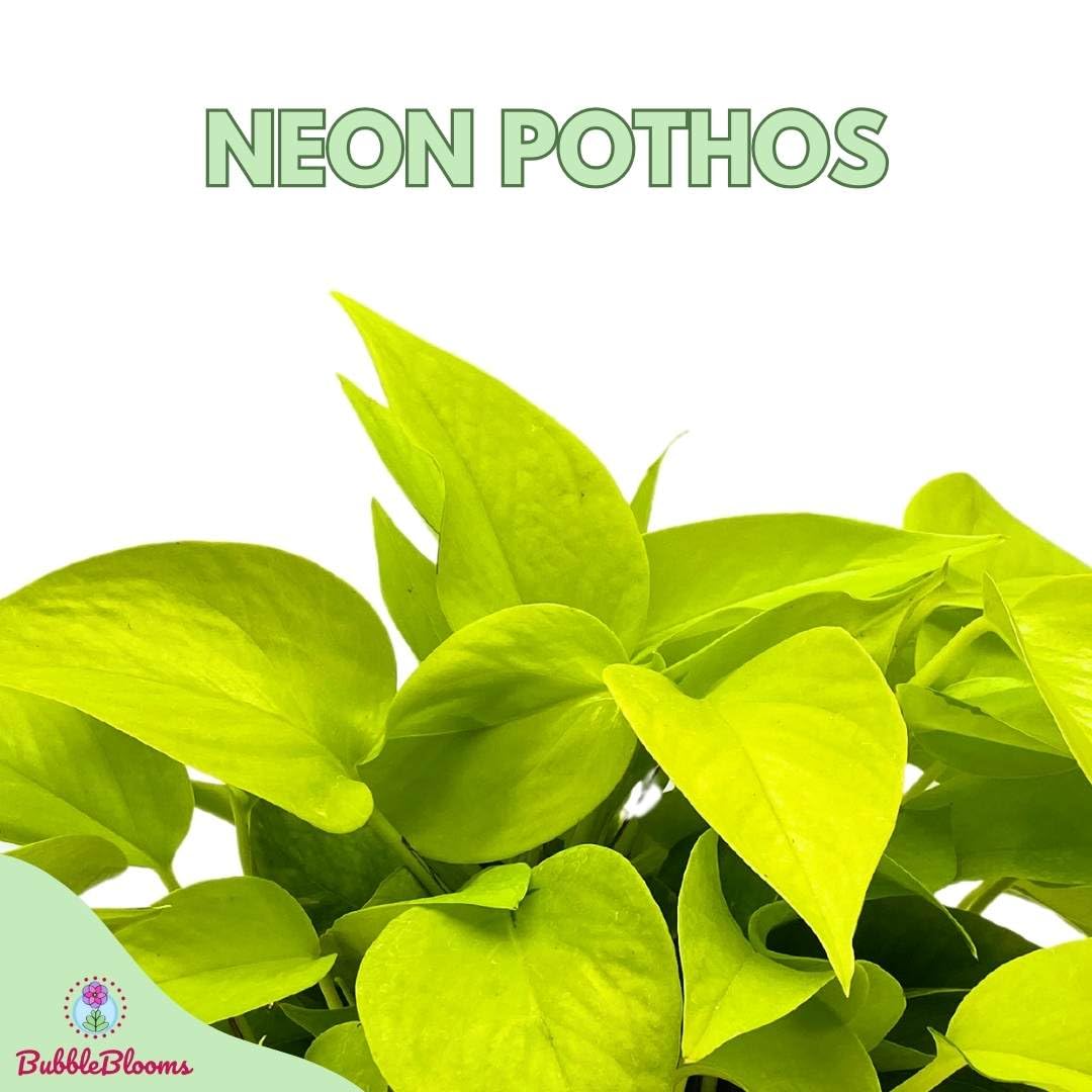 BubbleBlooms Neon Pothos (Epipremnum aureum) in 6 Inch Pot - Devil's Ivy, Hunter's Rove - Low Light Indoor Houseplant for Home, Office & Garden Decor