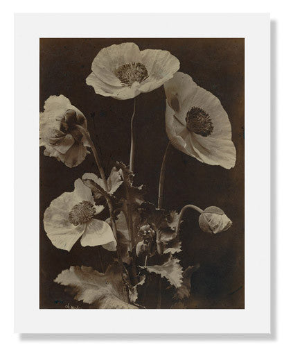Charles Hippolyte Aubry Poppies Art Print - Vintage Floral Wall Decor for Living Room, Bedroom & Office