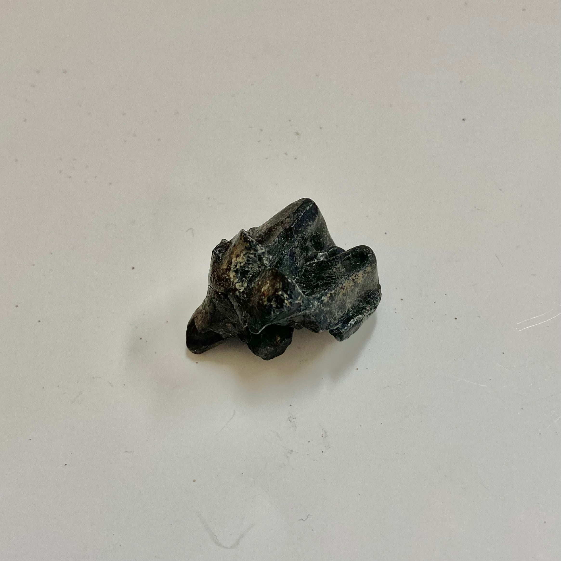 Authentic Tapir Tooth Fossil - Tapirus sp. Specimen for Collectors, Paleontology Study & Unique Home Decor