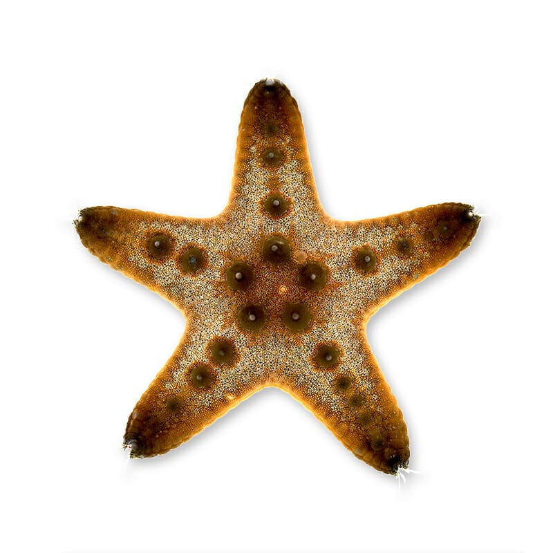 Chocolate Chip Starfish for Saltwater Aquariums - Unique Marine Decor & Reef Tank Invertebrate - Perfect for Home Aquascaping & Ocean-Themed Decor