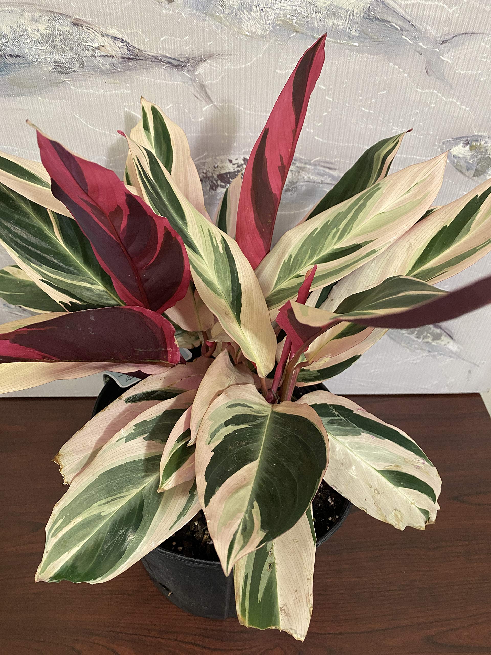 Stromanthe Tri Color Ginger Live Plant - 2.4Qt Grower's Pot | Colorful Tropical Houseplant for Home Decor, Office & Indoor Gardens