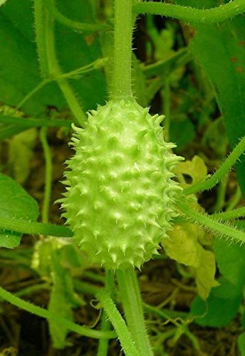West Indian Gherkin Seeds (10 Count) - Small Tasty Cucumber Variety for Pickling & Salads - Perfect for Home Gardens, Containers & Fresh Eating