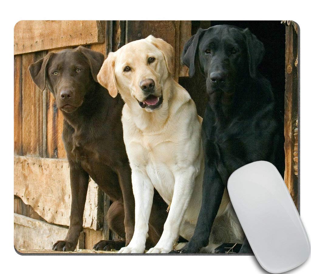 Funny Animal Dog Mouse Pad - Chocolate Yellow Black Labs Design, Non-Slip Office Desk Accessory, Perfect Gift for Dog Lovers & Home Office Decor - Great for Work, Gaming & Computer Use