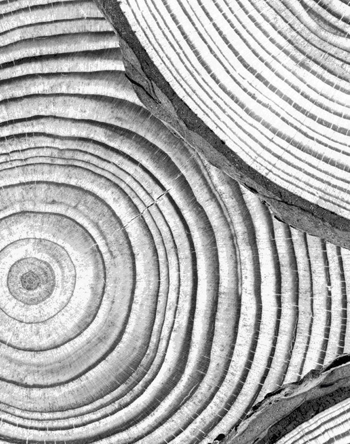 Faux Bois Wallpaper by Nathan Turner - Onyx Black Wood Grain Peel & Stick Wallpaper for Living Room, Bedroom, or Office Decor