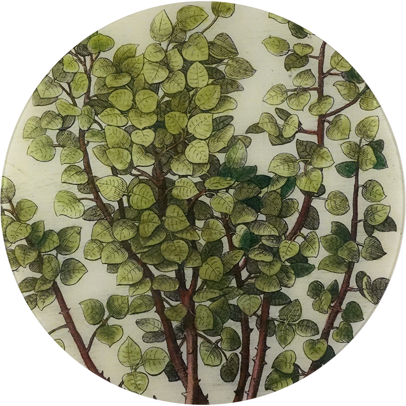 16 Branches PNG - High-Quality Transparent Background Images for Digital Design, Web Graphics, and Print Projects