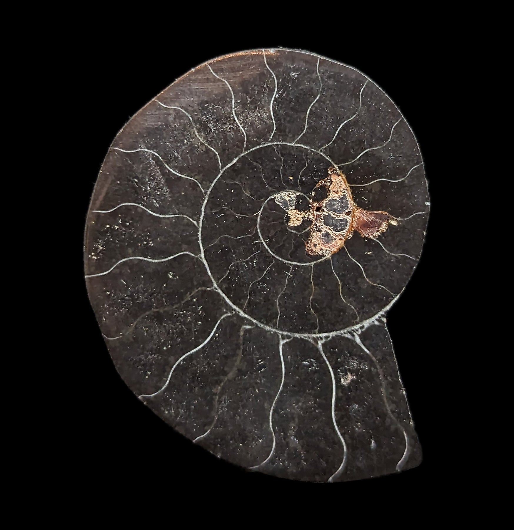 Agatized Black Ammonite Fossil - Rare Natural Gemstone Specimen for Collectors, Jewelry Making & Home Decor