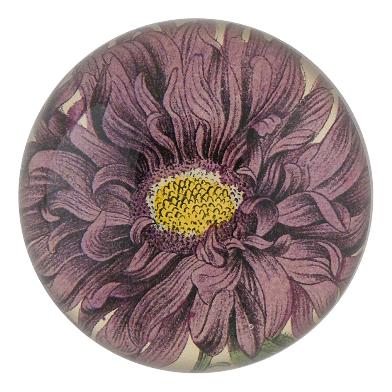 CDP Daisy JPG - High-Quality Digital Daisy Image Download for Print, Web & Design Projects | Perfect for Wall Art, Greeting Cards & Social Media Posts