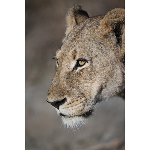 Nikon NIKKOR Z 100-400mm f/4.5-5.6 VR S Telephoto Zoom Lens for Mirrorless Cameras - Professional Wildlife, Sports & Landscape Photography
