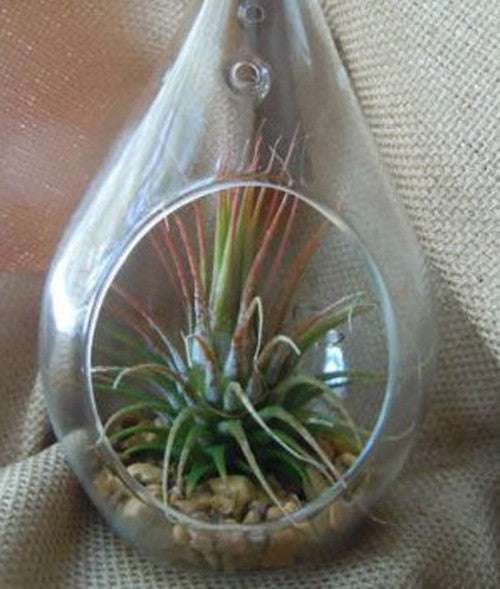 10 Pack Clear Glass Tealight Candle Holders - Hanging Tear Drop Pear Hourglass Shape (20cm High) for Terrariums, Mini Gardens, Wedding Decor & DIY Crafts - Perfect Home Decoration Gift Set
