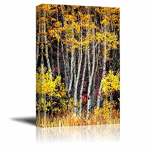 Aspen Birch Trees