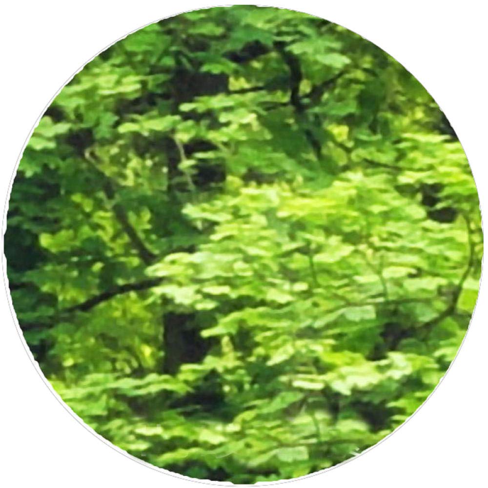 3D Green Forest Mural Wallpaper - Modern Nature-Themed Wall Decoration for Living Room, Bedroom & Sofa Background | Perfect for Home Decor, Nursery & Office Spaces