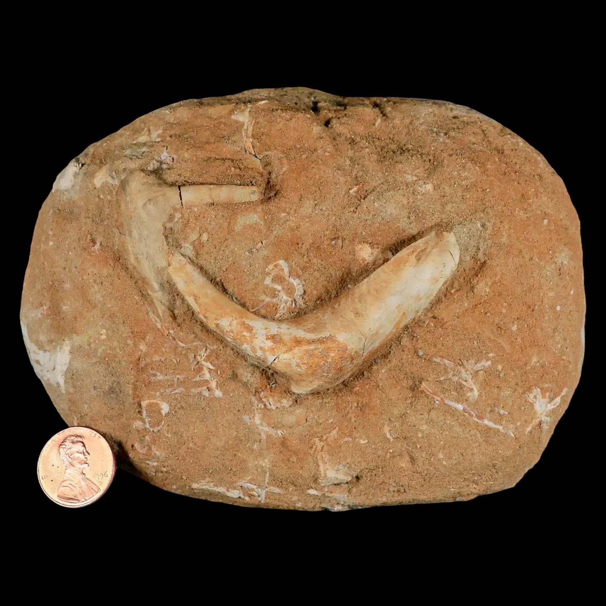 2.5 XL Saber-Toothed Herring Fossil - Enchodus Libycus Fang Tooth from Cretaceous Period - Perfect for Paleontology Collections & Educational Displays