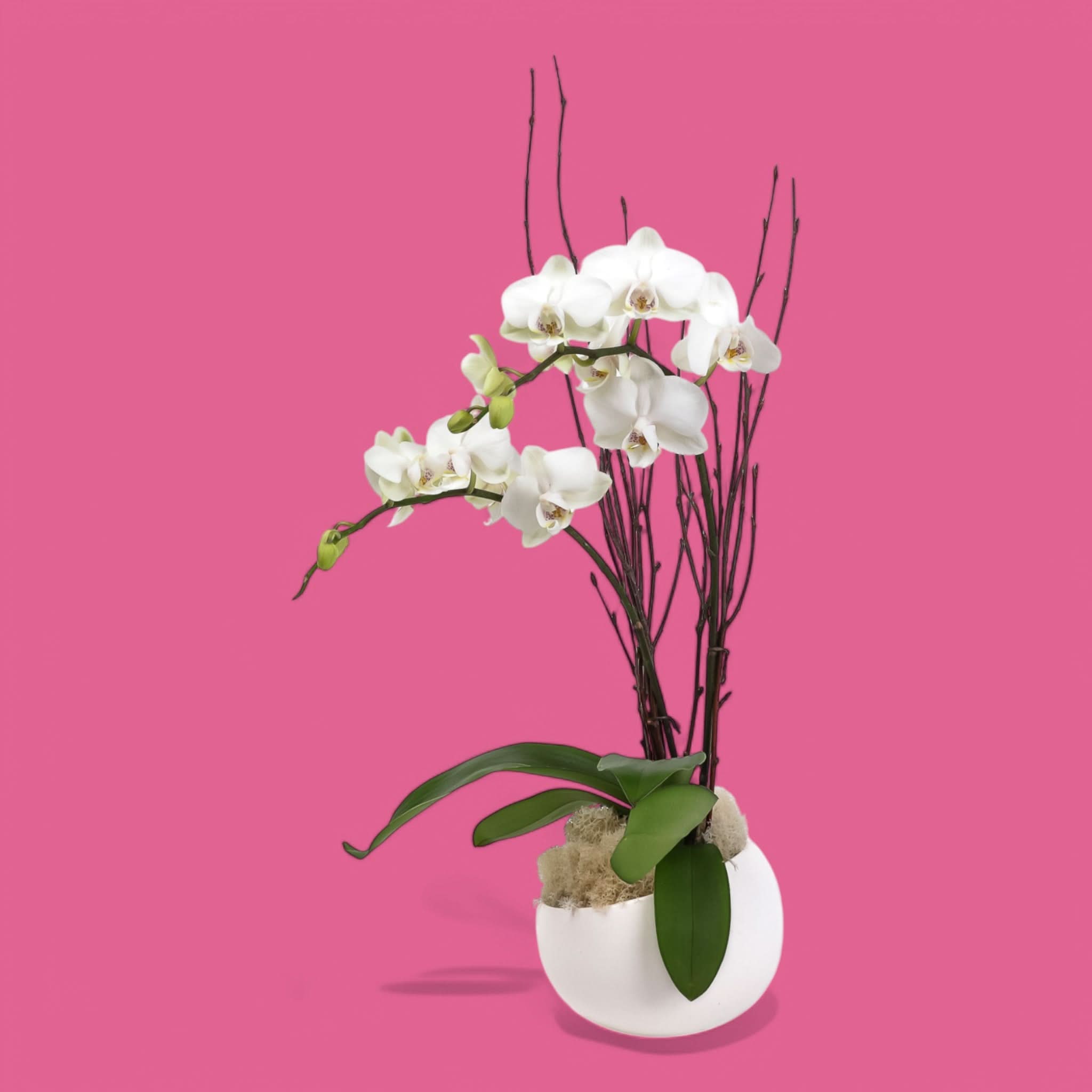 Avant Garden Mini Orchid Planting Kit - Premium Indoor Orchid Growing Set with Pot, Soil & Care Guide - Perfect for Home, Office Decor & Gift Giving