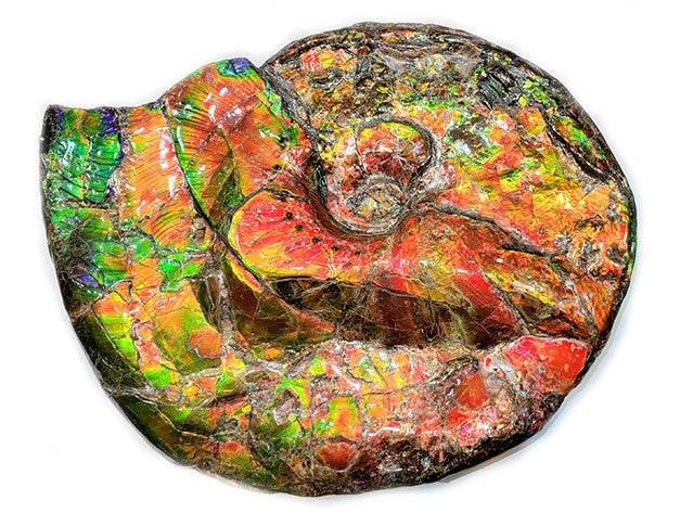 Canadian Ammonite Placenticeras Costatum Ammolite Fossil ALFF01 - Rare Natural Gemstone for Jewelry Making & Home Decor