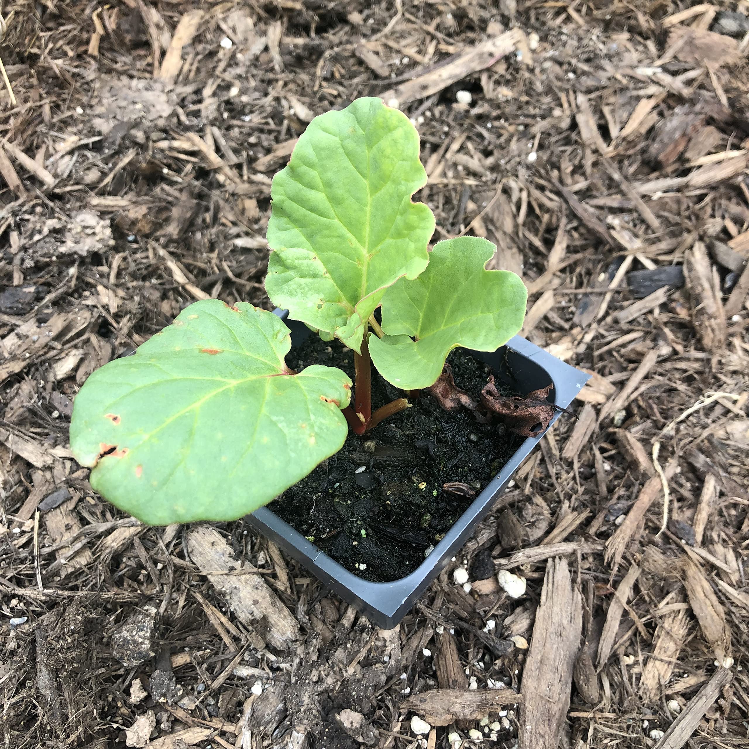Victoria Red Rhubarb Plant - Perennial Edible Garden Rhubarb for Pies, Jams & Desserts | Perfect for Home Gardens & Farm Stands