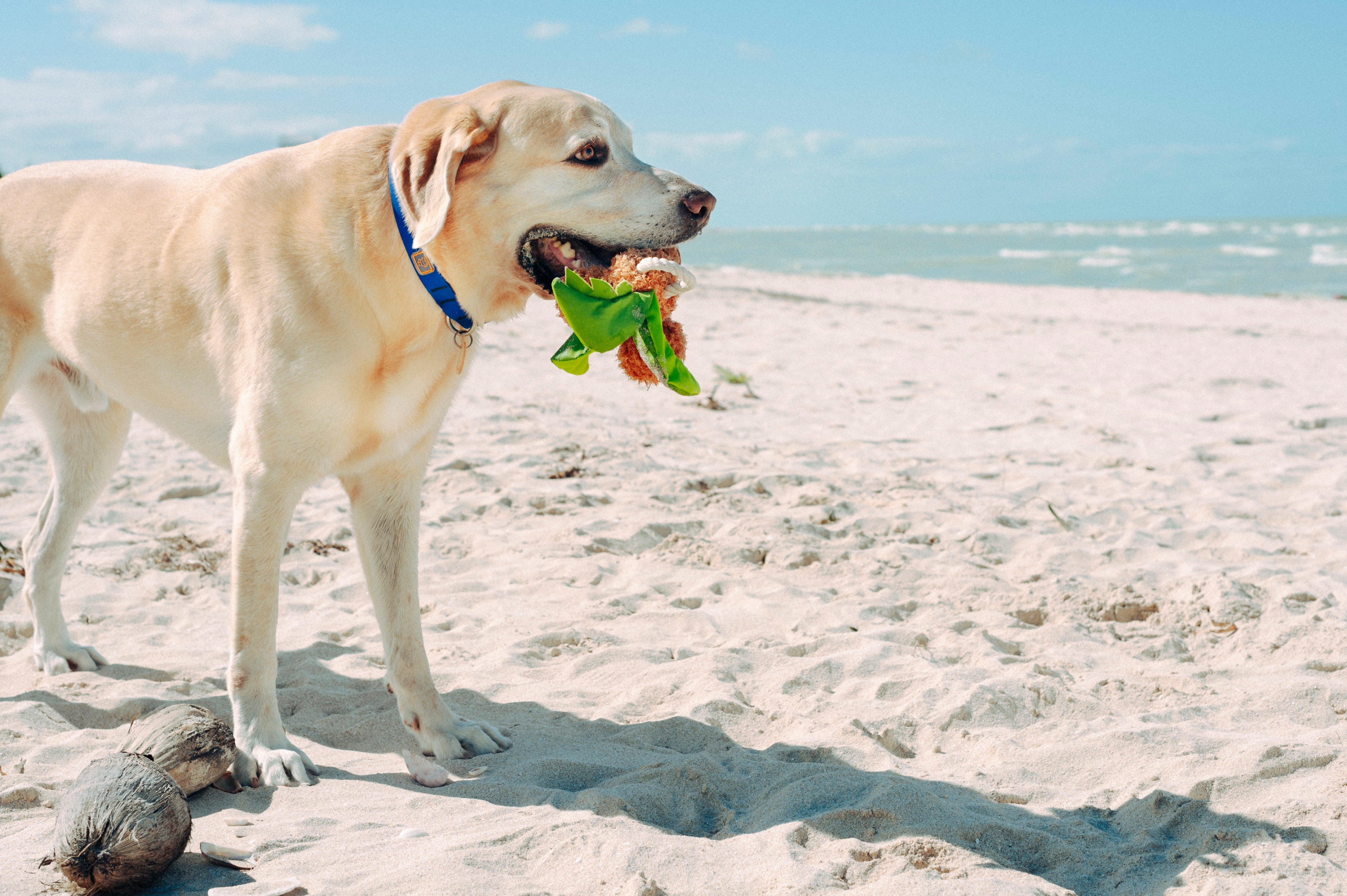 Tropical Paradise™ Dog Plush Toy - La Palma Soft Chew Toy for Dogs | Durable & Safe Pet Play | Perfect for Indoor & Outdoor Playtime