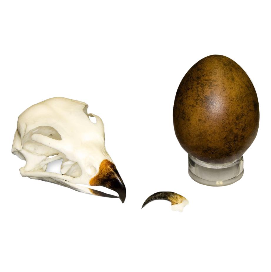 Authentic Replica Peregrine Falcon Set - Skull, Talon & Egg for Bird Enthusiasts & Home Decor | Perfect for Nature Lovers, Science Classrooms & Gothic Decor