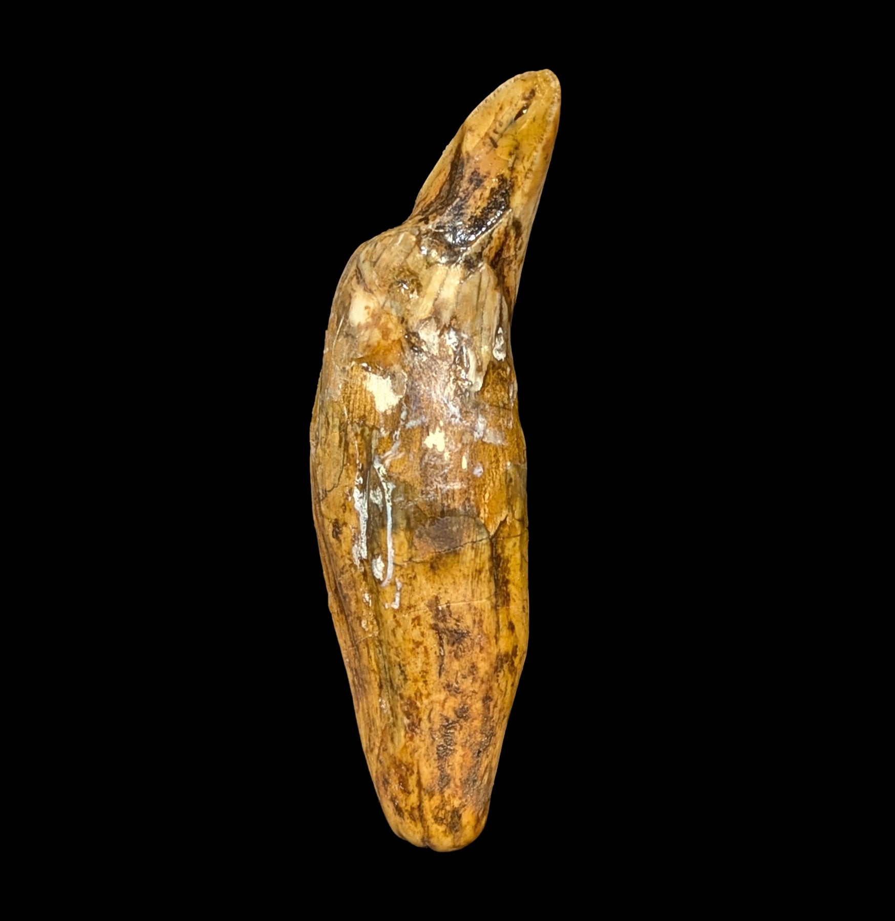 Authentic Fossil Cave Bear Canine Tooth Specimen - Genuine Ice Age Relic for Collectors, Paleontology Enthusiasts & Home Decor - Perfect for Display Cases, Educational Projects & Unique Gifts