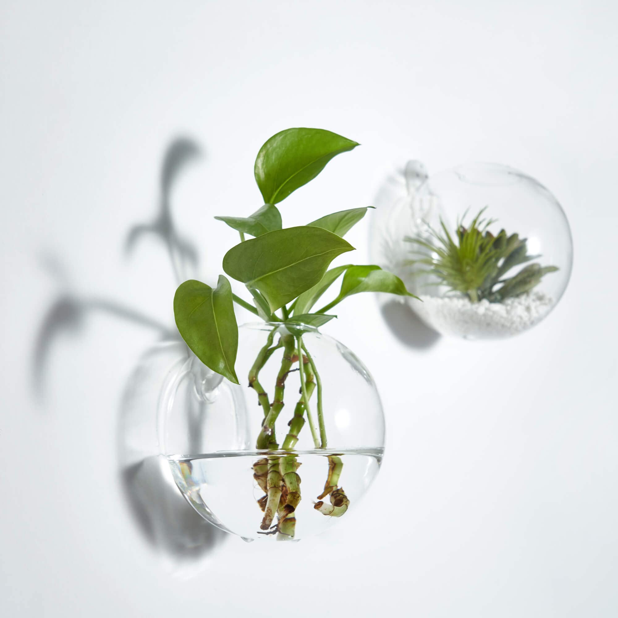 Hanging Glass Terrarium Planter - Wall Mounted Air Plant Holder for Succulents & Small Plants - Perfect for Home, Office & Indoor Decor