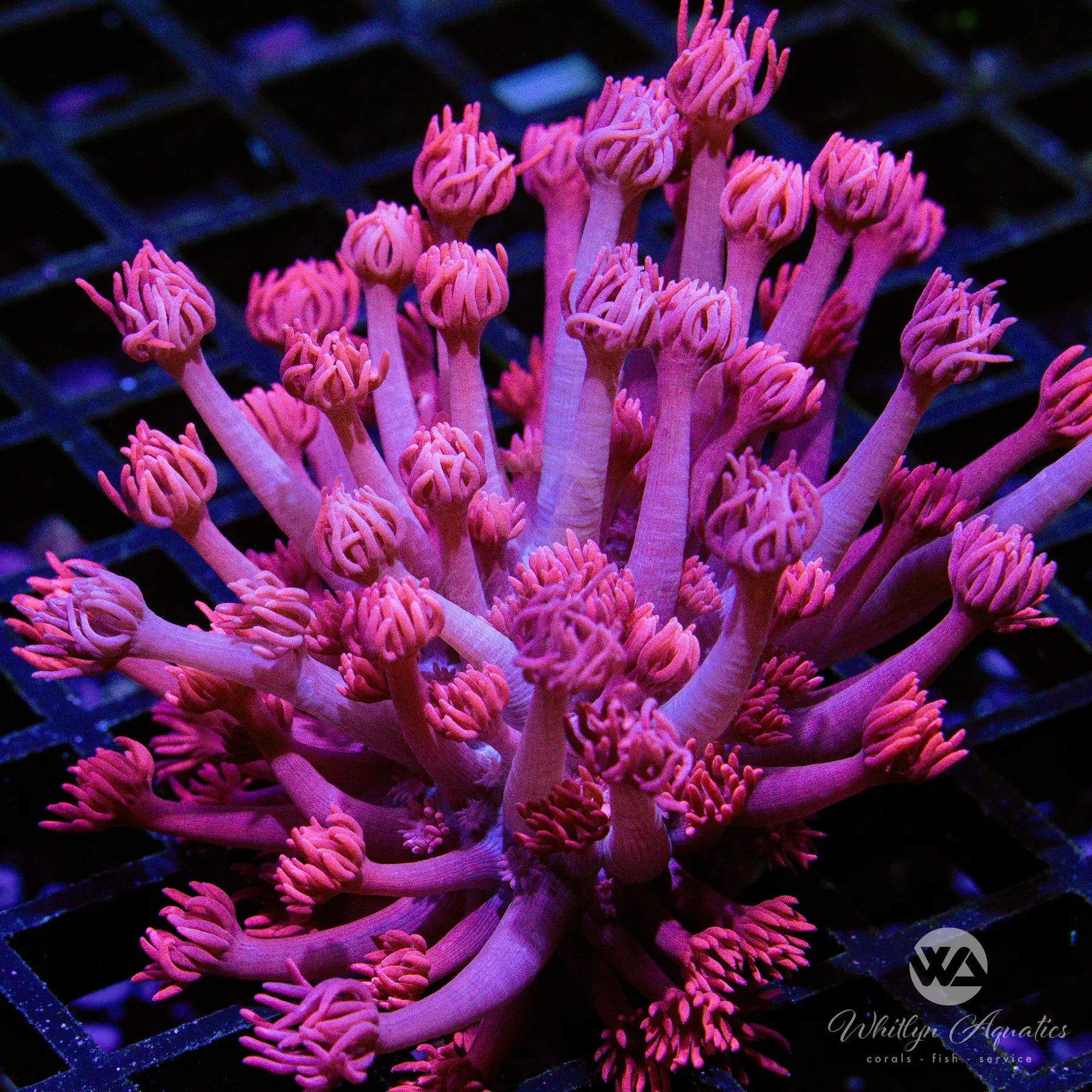 B36 WA Powder Pink Goni Coral - Premium WYSIWYG Saltwater Aquarium Coral for Reef Tanks | Perfect for Marine Aquascaping and Coral Propagation