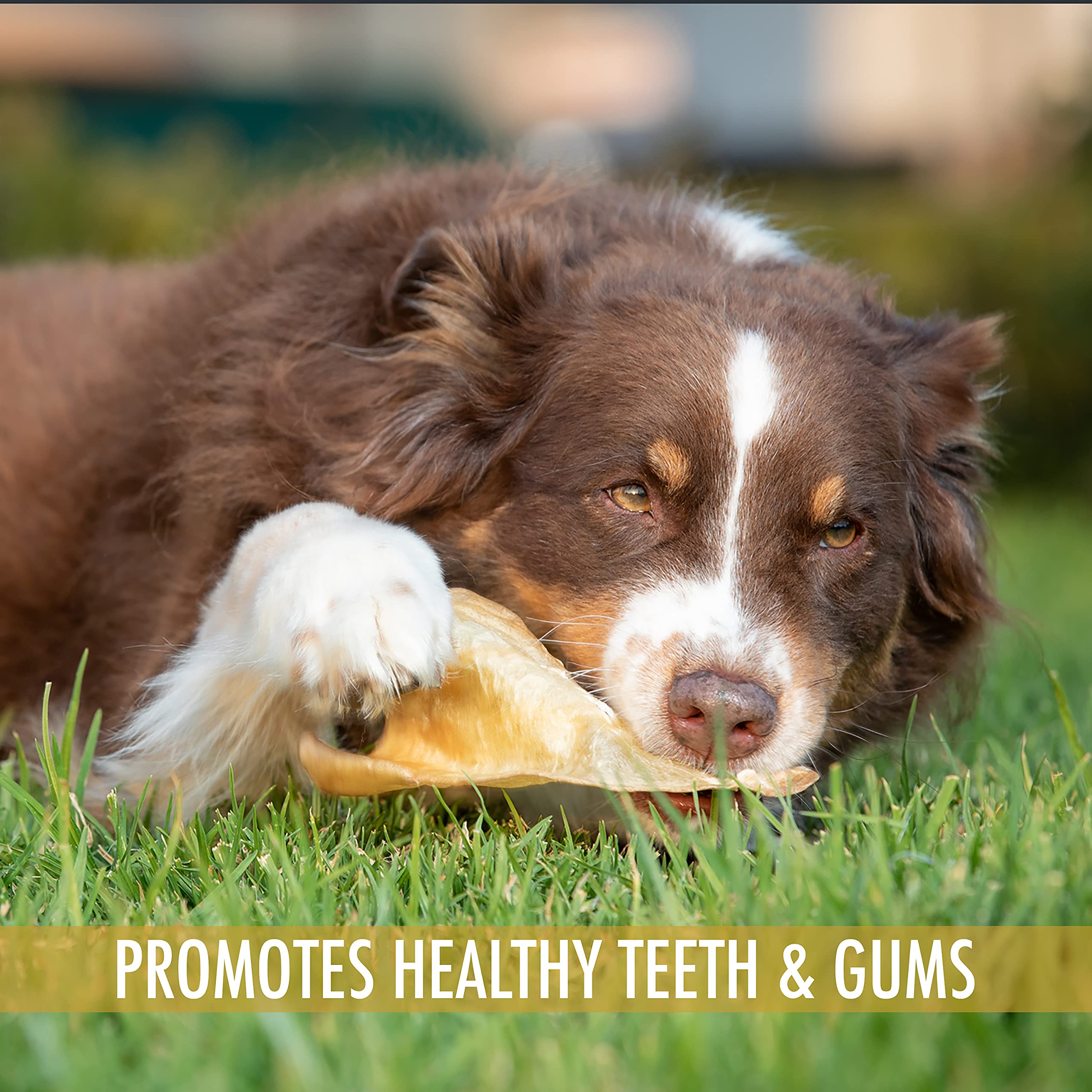 All Natural Water Buffalo Ear Dog Chews - 20 Piece Grain Free Treats for Dogs | Healthy Alternative to Pig Ears, Cow Ears & Rawhide | Perfect for Training, Teething & Dental Care