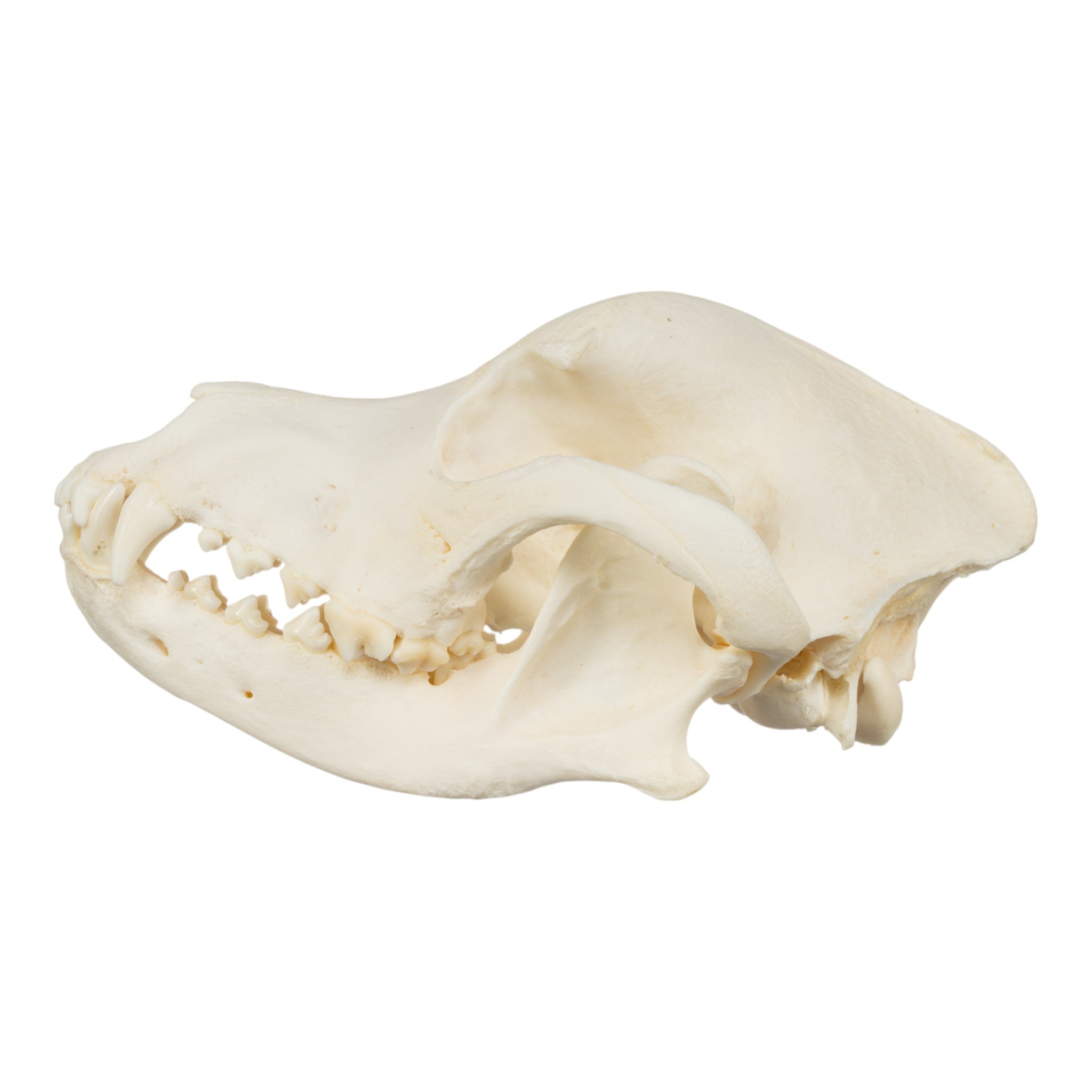 Authentic Rottweiler Dog Skull - Real Domestic Canine Skull for Veterinary Study, Halloween Decor, and Taxidermy Collectors
