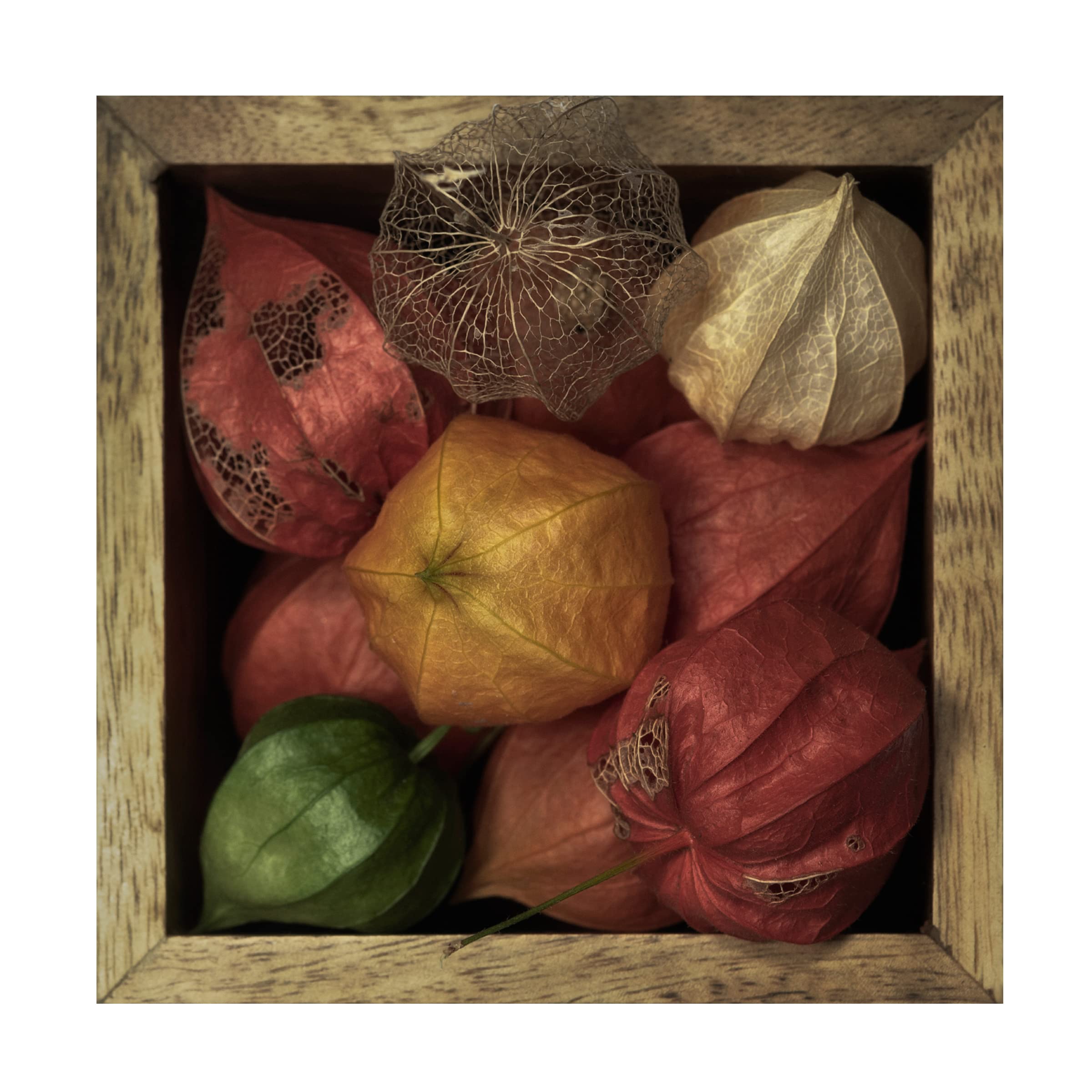 Trademark Fine Art 'Physalis Alkekengi In A Box' Canvas Wall Art Print by Lotte Gronkjar - Botanical Home Decor for Living Room, Bedroom & Office