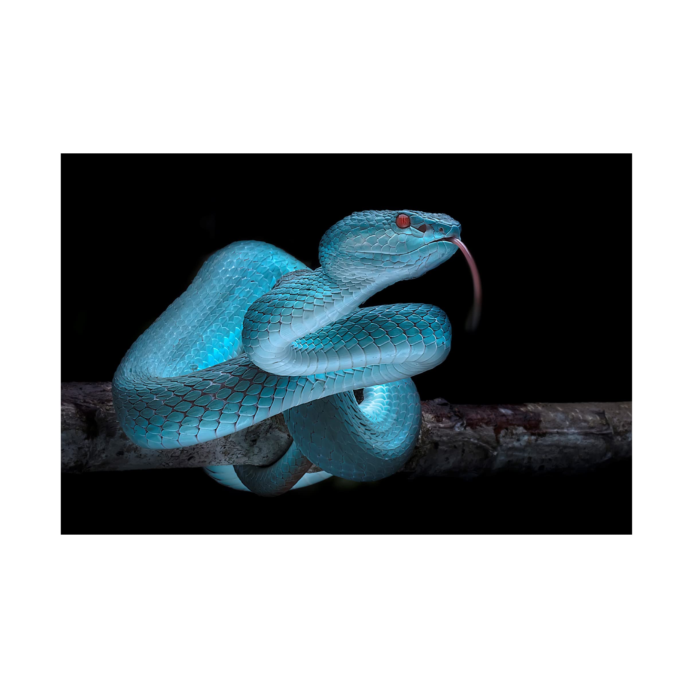 Trademark Fine Art 'Venomous Blue Viper Snake' Canvas Wall Art Print by Fauzan Maududdin - Perfect for Home Decor, Office & Living Room Wall Art