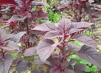 Organic Red Garnet Amaranth Seeds - Non-GMO Vegetable Seeds for Microgreens, Sprouts & Grain (10g) | Perfect for Home Gardening, Healthy Salads & Superfood Smoothies