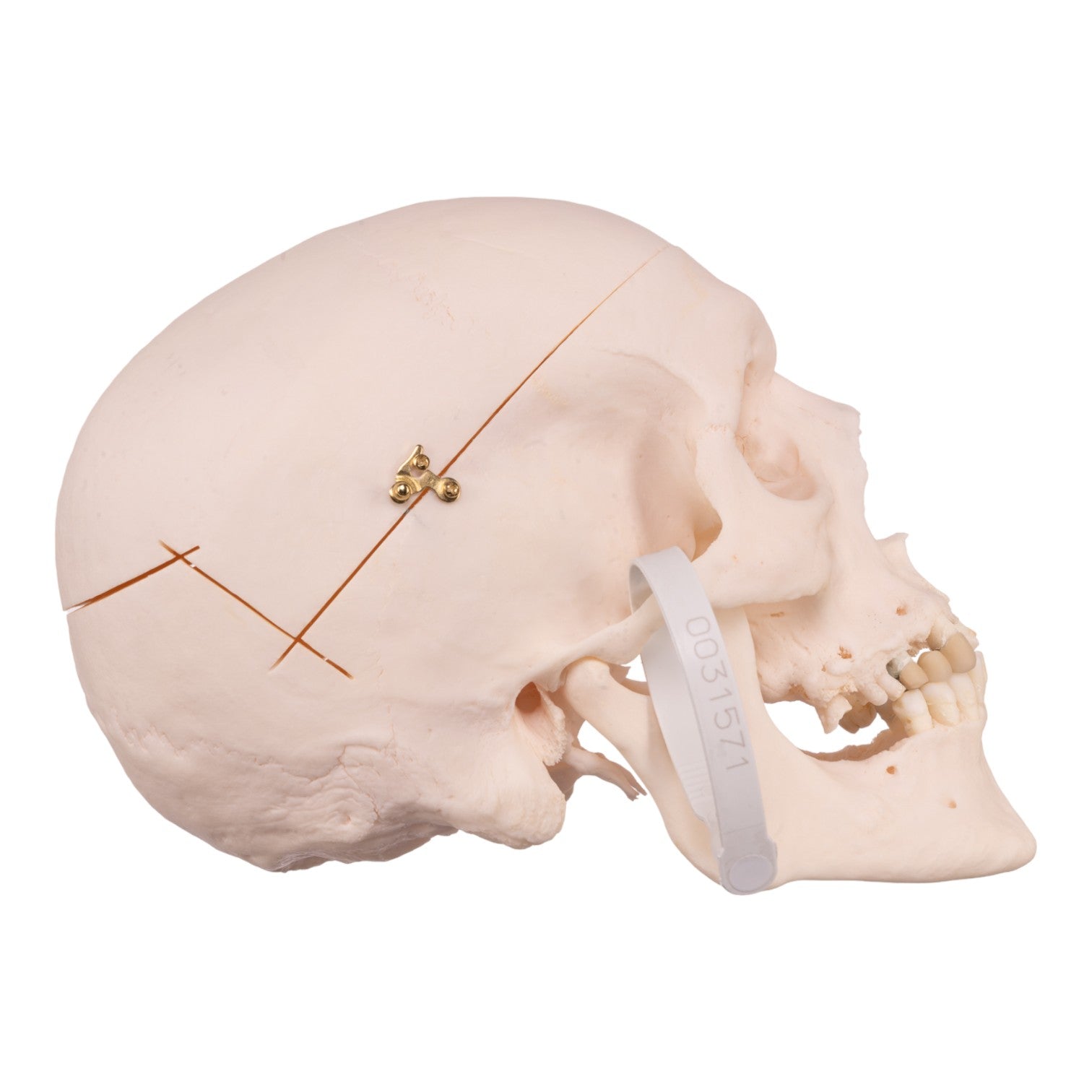 Authentic Human Skull Model for Medical Research & Education - Perfect for Anatomy Studies, Classroom Demonstrations & Halloween Decor