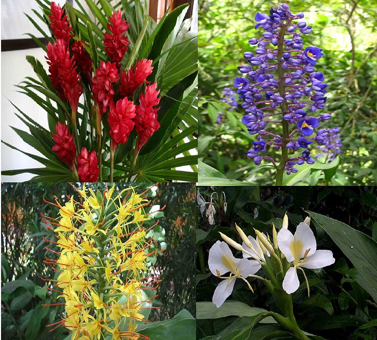 4 Hawaiian Plumeria Plant Cuttings & 5 Ginger Roots for Planting - Fragrant Tropical Flowers for Garden, Landscaping and Home Decor