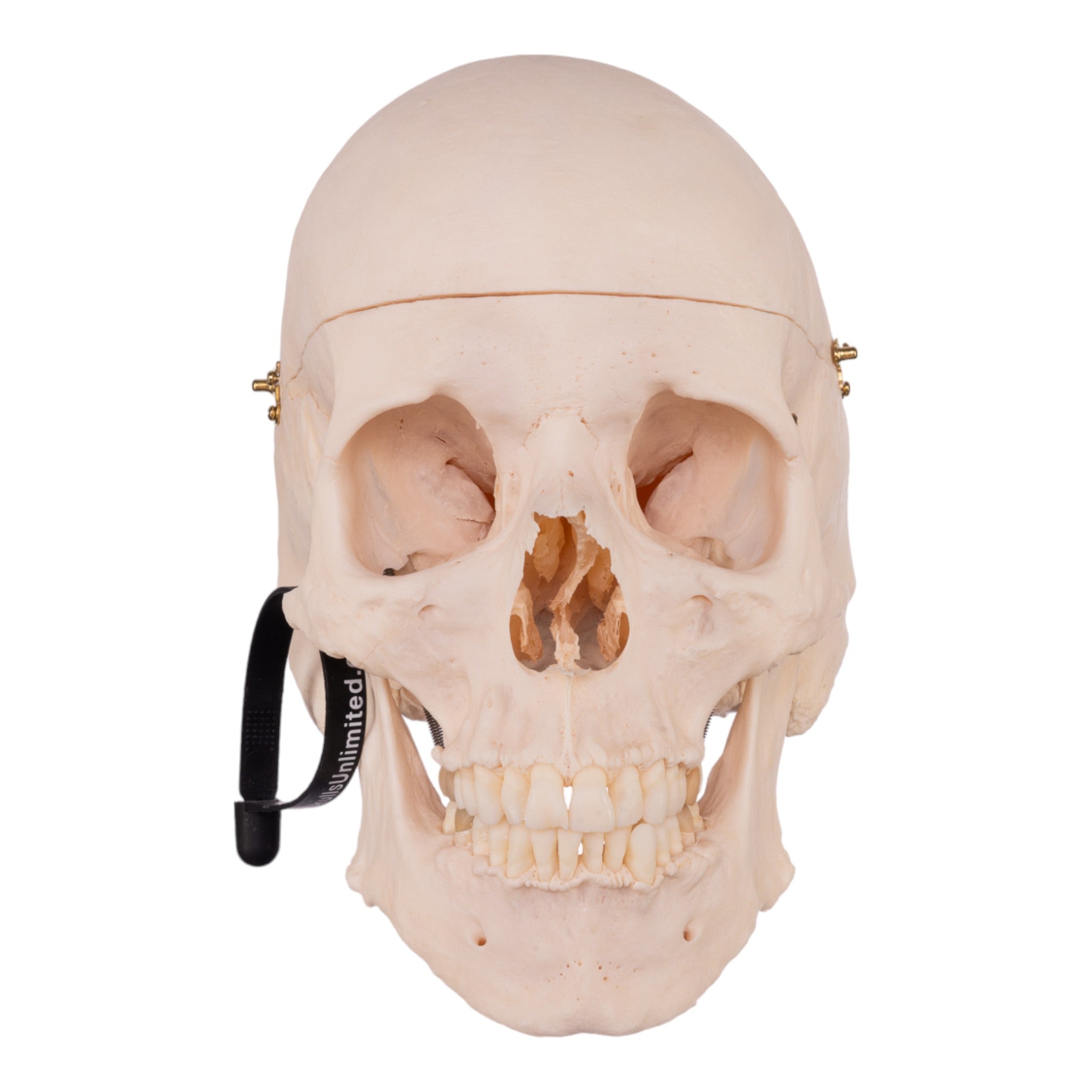 Premium Anatomical Human Skull Model - Accurate Medical & Educational Tool for Students, Doctors & Halloween Decor - Perfect for Classrooms, Labs & Spooky Home Decor